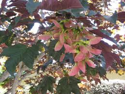 Attēlu rezultāti vaicājumam “Acer pseudoplatanus fo. purpurascens flower”