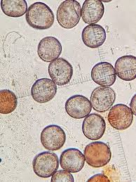 Attēlu rezultāti vaicājumam “Physarum leucophaeum spores”