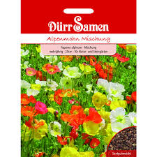 Image result for Alpenmohn