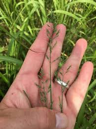 Attēlu rezultāti vaicājumam “Poa compressa”