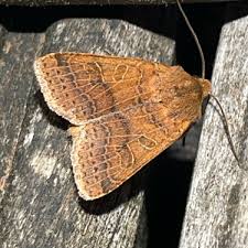 Attēlu rezultāti vaicājumam “Agrochola litura imago”