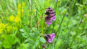 Attēlu rezultāti vaicājumam “Vicia sepium leaf”