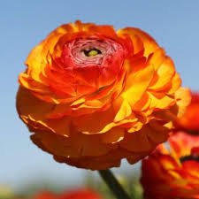 Attēlu rezultāti vaicājumam “Ranunculus lingua flower”