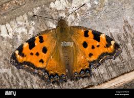 Attēlu rezultāti vaicājumam “Nymphalis polychloros underside”