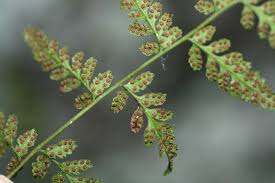 Attēlu rezultāti vaicājumam “Cystopteris fragilis”