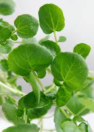 Image result for Brunnenkresse