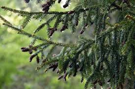 Attēlu rezultāti vaicājumam “Picea abies fo. virgata leaf”
