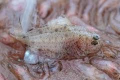 Image result for Liopsetta glacialis