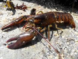 Image result for Homarus americanus