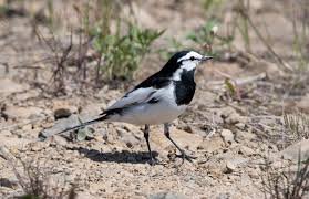 Image result for Motacilla alba