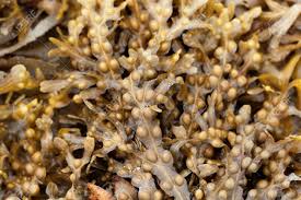 Attēlu rezultāti vaicājumam “Fucus vesiculosus”