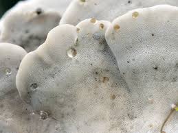 Attēlu rezultāti vaicājumam “Bjerkandera fumosa”