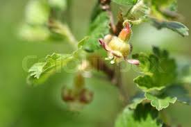Attēlu rezultāti vaicājumam “Ribes uva-crispa flower”