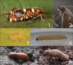 Attēlu rezultāti vaicājumam “Glyphipterigidae”