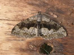 Attēlu rezultāti vaicājumam “Alcis repandata”