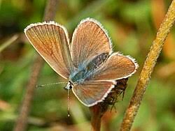 Attēlu rezultāti vaicājumam “Agrodiaetus damon underside”