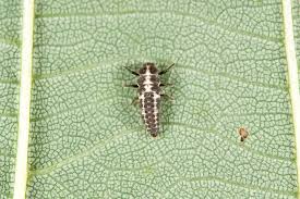 Attēlu rezultāti vaicājumam “Coccinula quatuordecimpustulata”