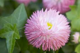 Image result for Bellis perennis