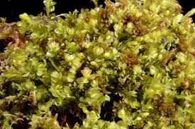 Attēlu rezultāti vaicājumam “Mylia anomala”