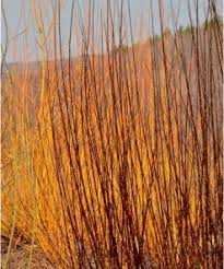 Attēlu rezultāti vaicājumam “Salix Vetrix”