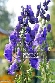 Image result for Eisenhut