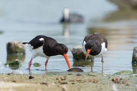 Attēlu rezultāti vaicājumam “Haematopus ostralegus adult”