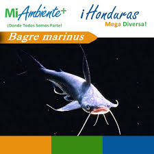 Image result for Bagre marinus
