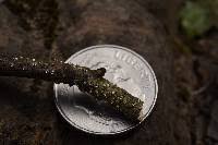 Attēlu rezultāti vaicājumam “Stictis”