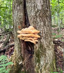 Attēlu rezultāti vaicājumam “Climacodon septentrionalis”