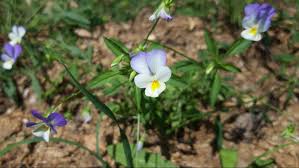 Attēlu rezultāti vaicājumam “Viola tricolor subsp. matutina”