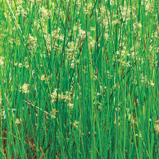 Attēlu rezultāti vaicājumam “Juncus effusus fruit”