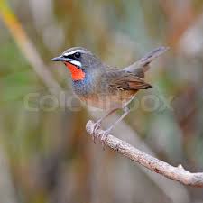 Image result for Luscinia sibilans