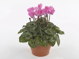 Image result for Cyclamen persicum