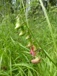Attēlu rezultāti vaicājumam “Lathyrus sylvestris leaf”