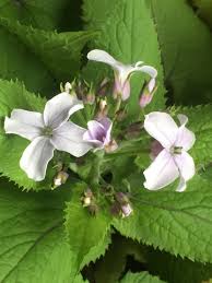 Attēlu rezultāti vaicājumam “Lunaria rediviva bud”
