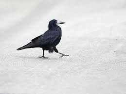 Attēlu rezultāti vaicājumam “Corvus frugilegus adult”