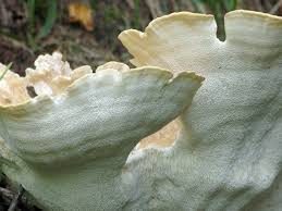 Attēlu rezultāti vaicājumam “Bondarzewia mesenterica”