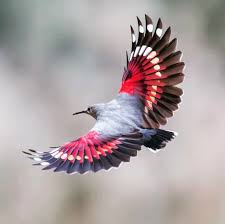 Image result for Tichodroma muraria