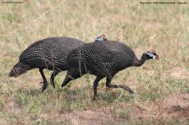 Attēlu rezultāti vaicājumam “Numida meleagris”