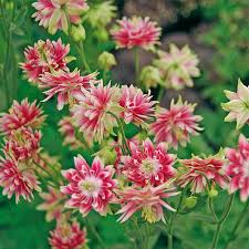 Image result for Aquilegia vulgaris `Nora Barlow`