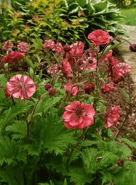 Image result for Geum rivale