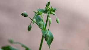 Attēlu rezultāti vaicājumam “Stellaria media bud”