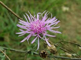 Attēlu rezultāti vaicājumam “Centaurea stoebe flower”