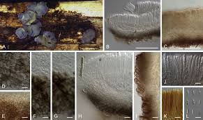 Attēlu rezultāti vaicājumam “Mollisia uda”