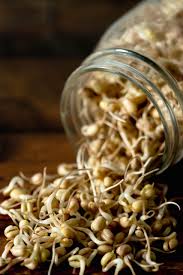 Image result for bean sprout