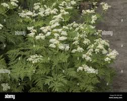 Image result for Myrrhis odorata