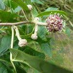 Attēlu rezultāti vaicājumam “Eleutherococcus sessiliflorus”