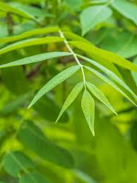 Attēlu rezultāti vaicājumam “Phellodendron amurense leaf”