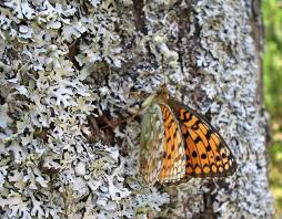 Attēlu rezultāti vaicājumam “Argynnis niobe underside”