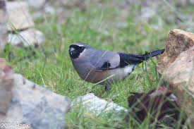 Attēlu rezultāti vaicājumam “Pyrrhula pyrrhula male”